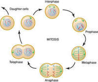 the cell cycle and mitosis - Class 7 - Quizizz