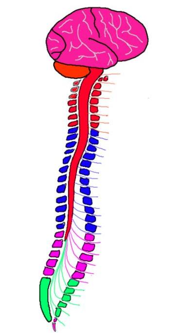 Nervous System Biology Quiz Quizizz