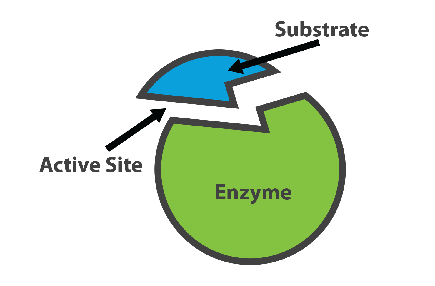 enzymes - Class 3 - Quizizz