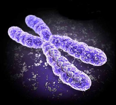 struktur dan jumlah kromosom - Kelas 10 - Kuis