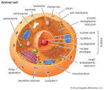 structure of a cell - Grade 11 - Quizizz