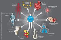 the circulatory and respiratory systems - Year 5 - Quizizz