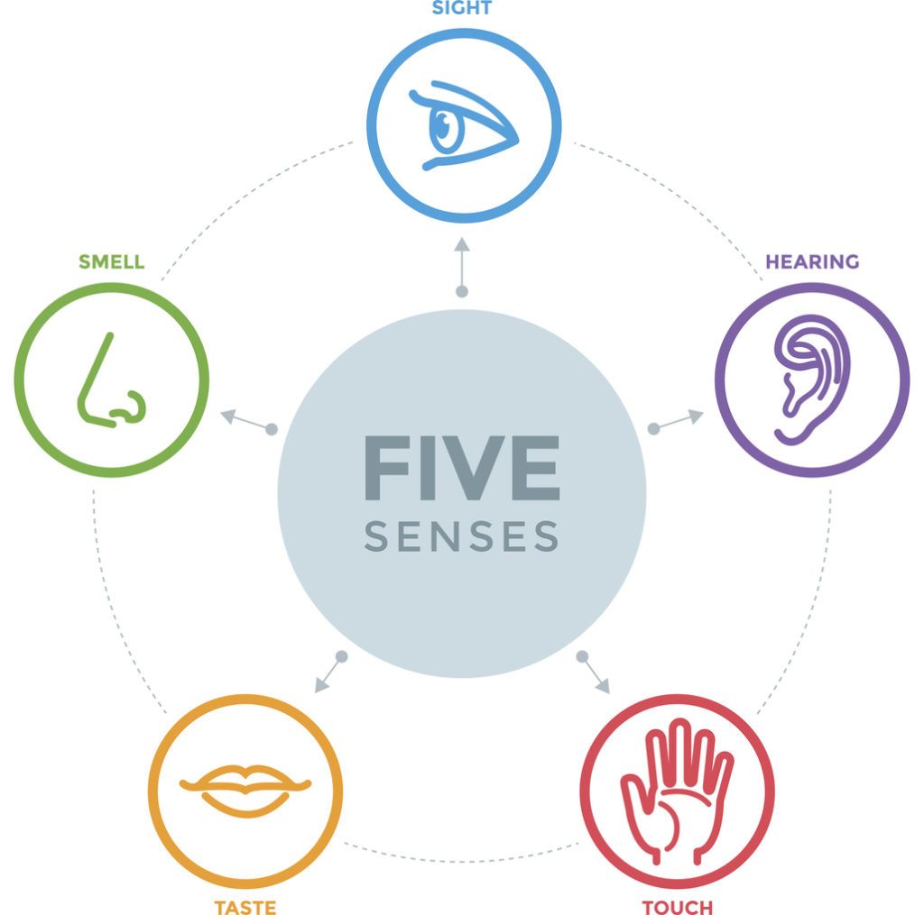 Five senses - grade 1 | 216 plays | Quizizz