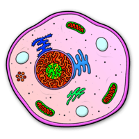 mitosis - Grado 5 - Quizizz