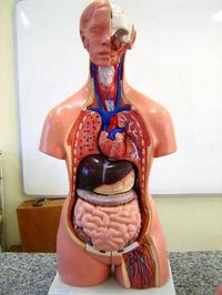 os sistemas circulatório e respiratório - Série 6 - Questionário