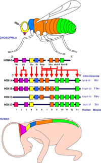 tổng hợp rna và protein - Lớp 10 - Quizizz