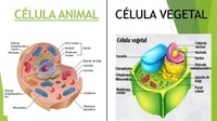 célula vegetal y animal - Grado 4 - Quizizz