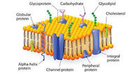 the cell membrane - Class 12 - Quizizz