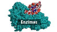 enzimas - Série 11 - Questionário
