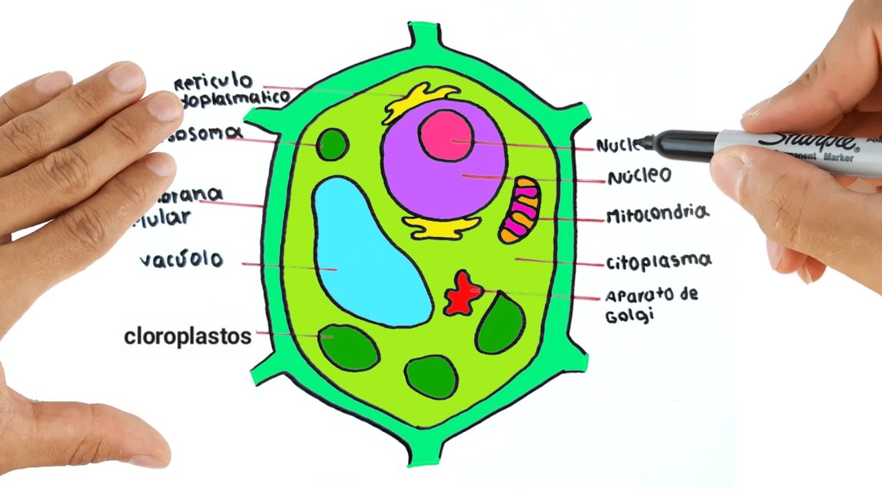 diagrama de célula vegetal Flashcards - Questionário