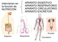 los sistemas digestivo y excretor - Grado 5 - Quizizz