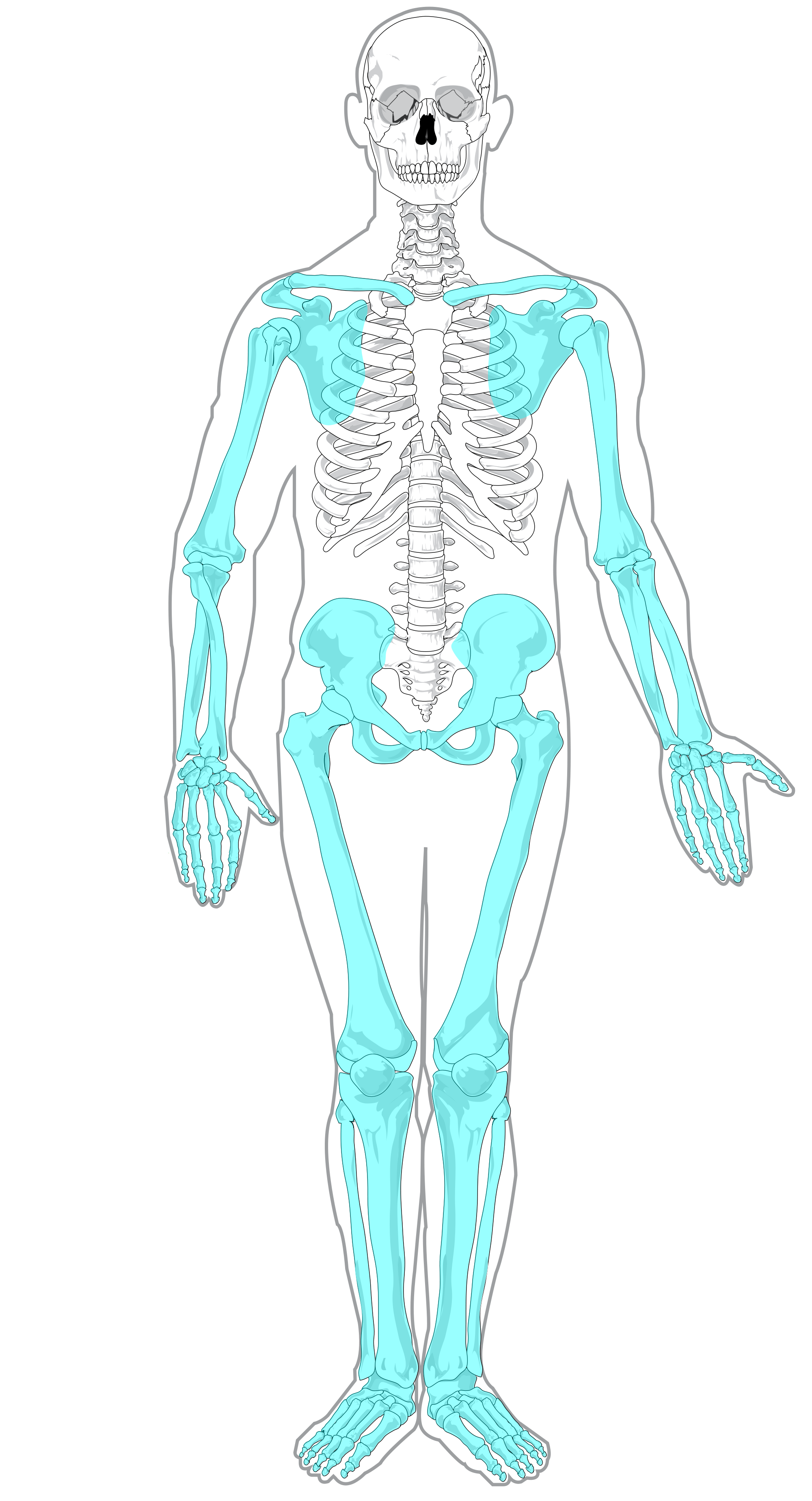 appendicular-skeleton-2-2k-plays-quizizz