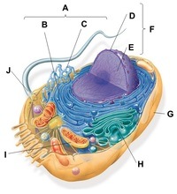 AP Bio + endomembranes