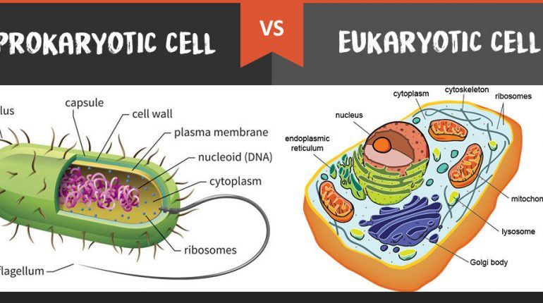 Prokaryotes vs Eukaryotes | Biology Quiz - Quizizz