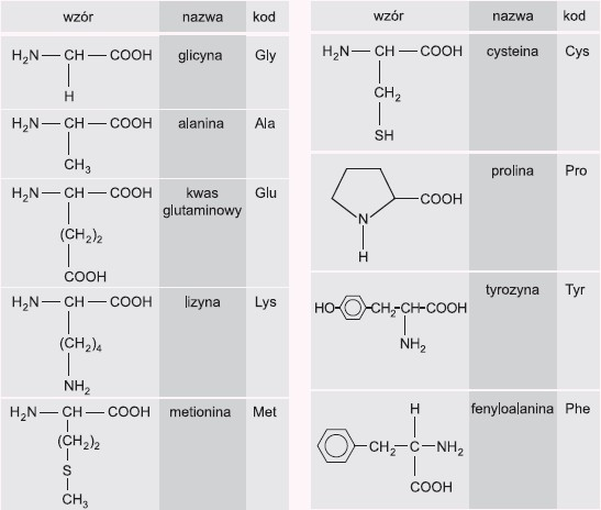 synteza rna i białek - Klasa 3 - Quiz