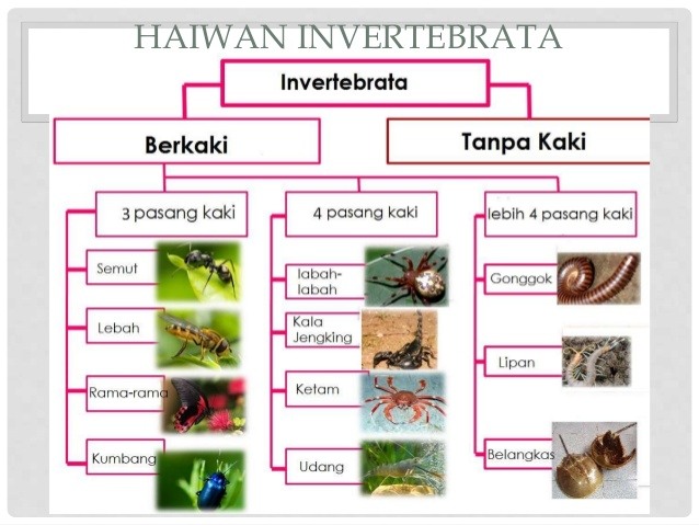 Sains T4 Invertebrata Quizizz