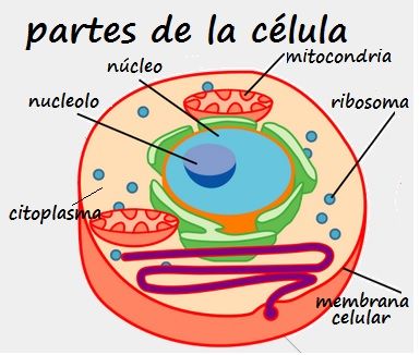 estructura de una celula - Grado 5 - Quizizz