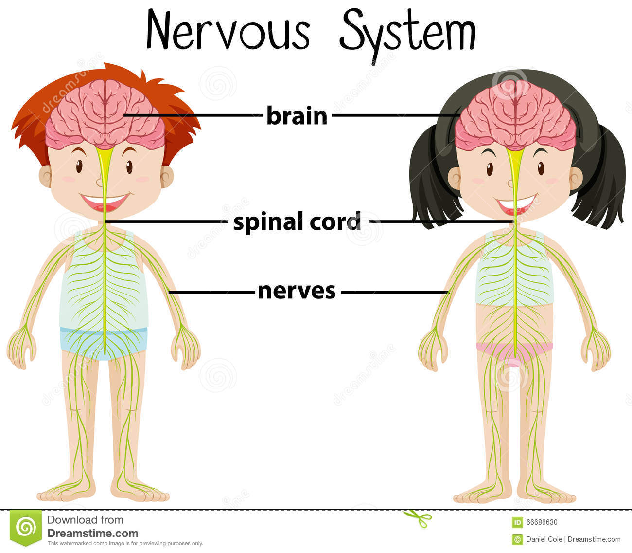 the nervous and endocrine systems - Class 5 - Quizizz