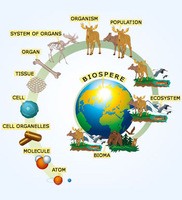 Ecological Organization