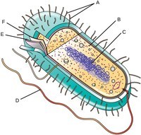 bakteri dan archaea - Kelas 7 - Kuis