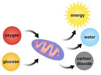 metabolism - Grade 8 - Quizizz