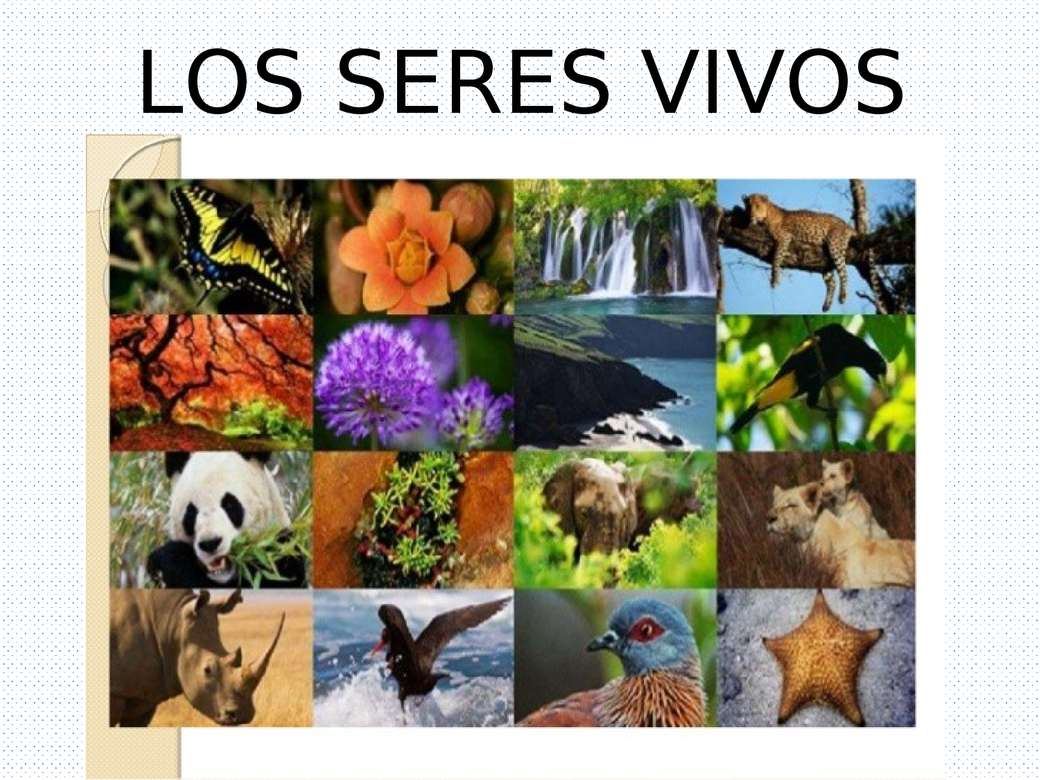 coisas vivas e não vivas Flashcards - Questionário