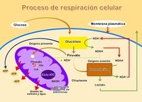 respiración celular Tarjetas didácticas - Quizizz