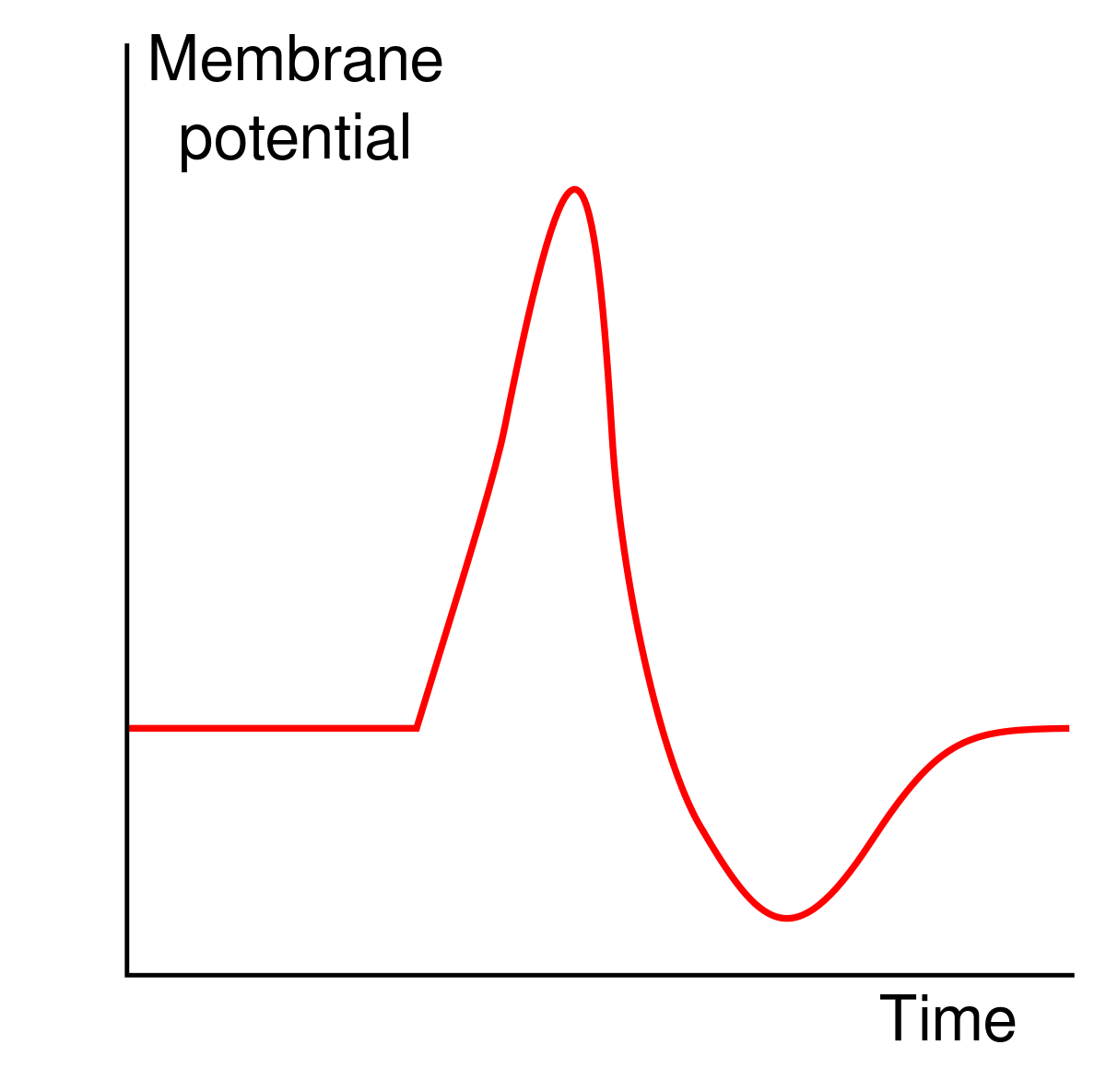 Action Potential 