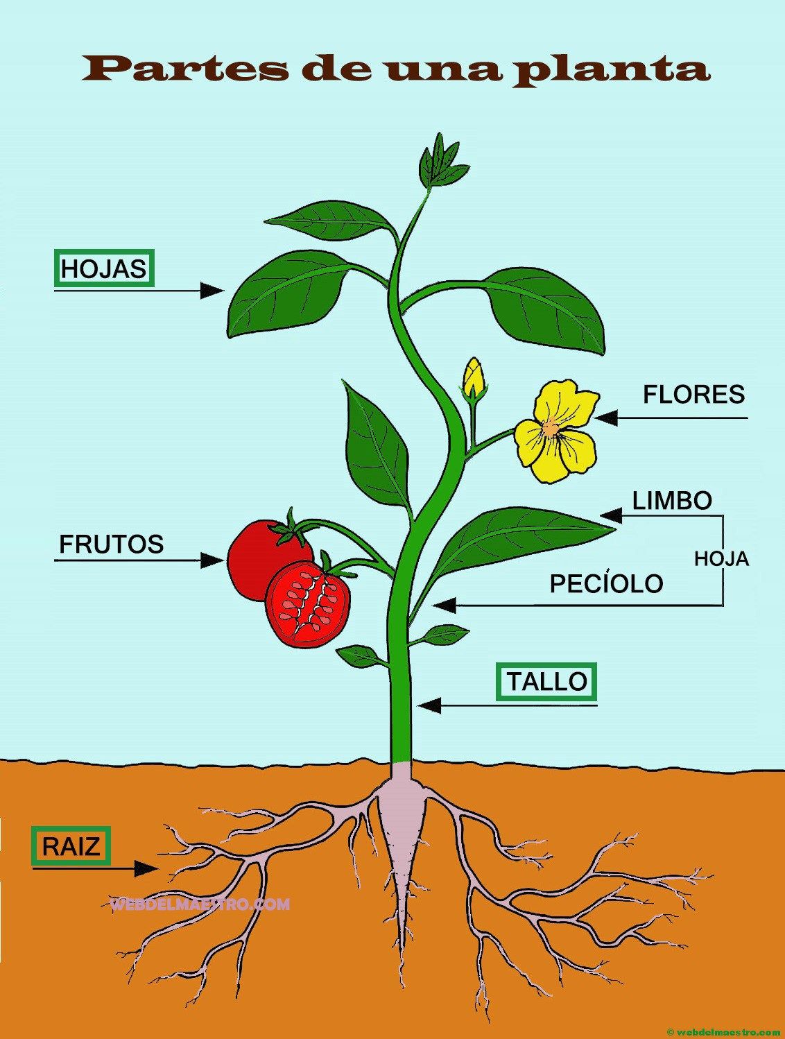 partes de la planta y sus funciones - Grado 1 - Quizizz