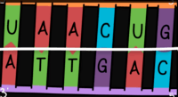 synteza rna i białek - Klasa 8 - Quiz