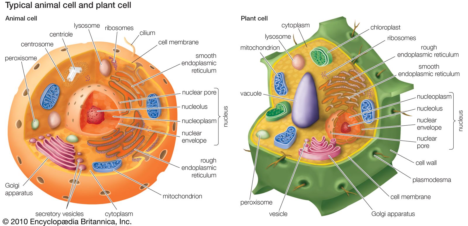 structure of a cell - Grade 9 - Quizizz