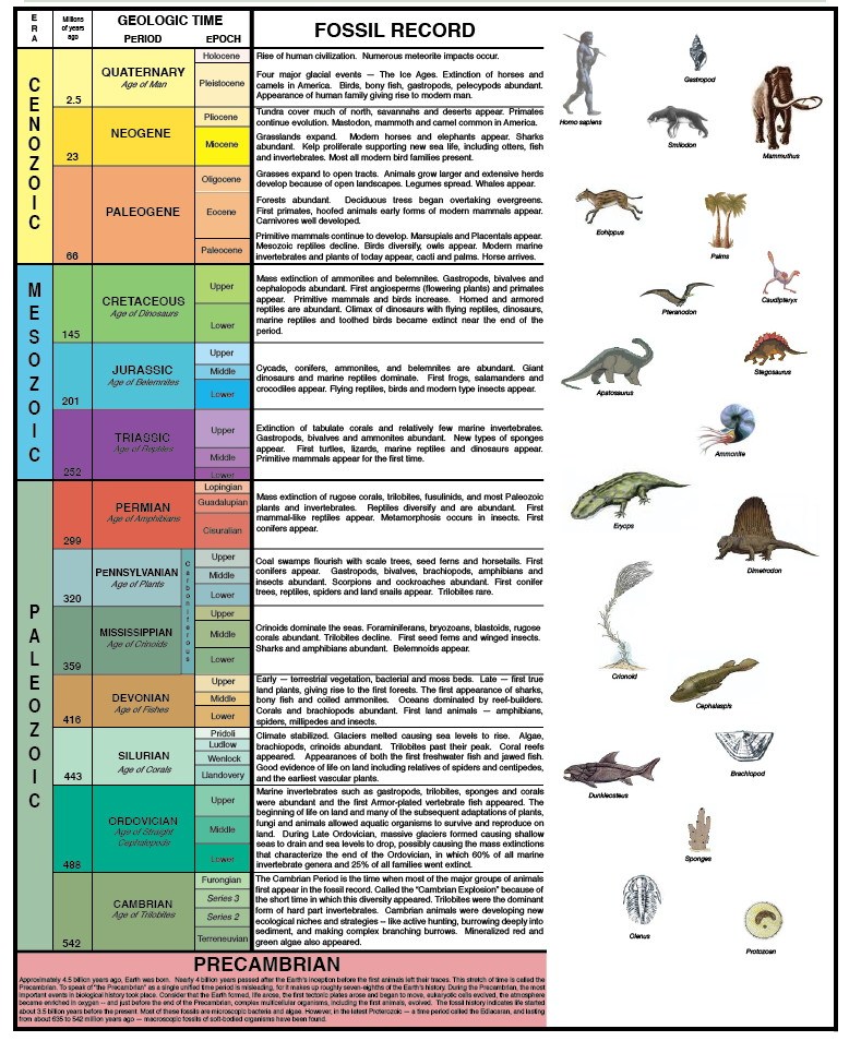 Fossils Quiz - Quizizz