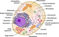 the cell membrane - Class 6 - Quizizz