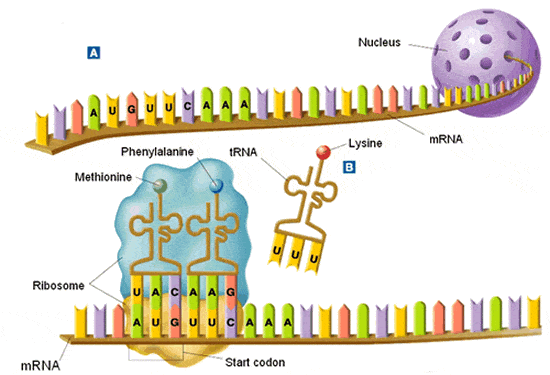 Molecular Biology Techniques Test 2 86 Plays Quizizz   Af40b4fd 1bac 48f4 A593 01bb9c8252ac