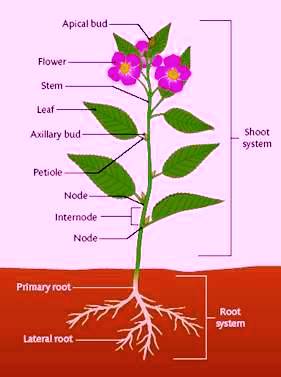 Roots, Stems, & Leaves Review | Plant Anatomy Quiz - Quizizz