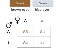 vocabulário de genética dominante e recessivo - Série 11 - Questionário