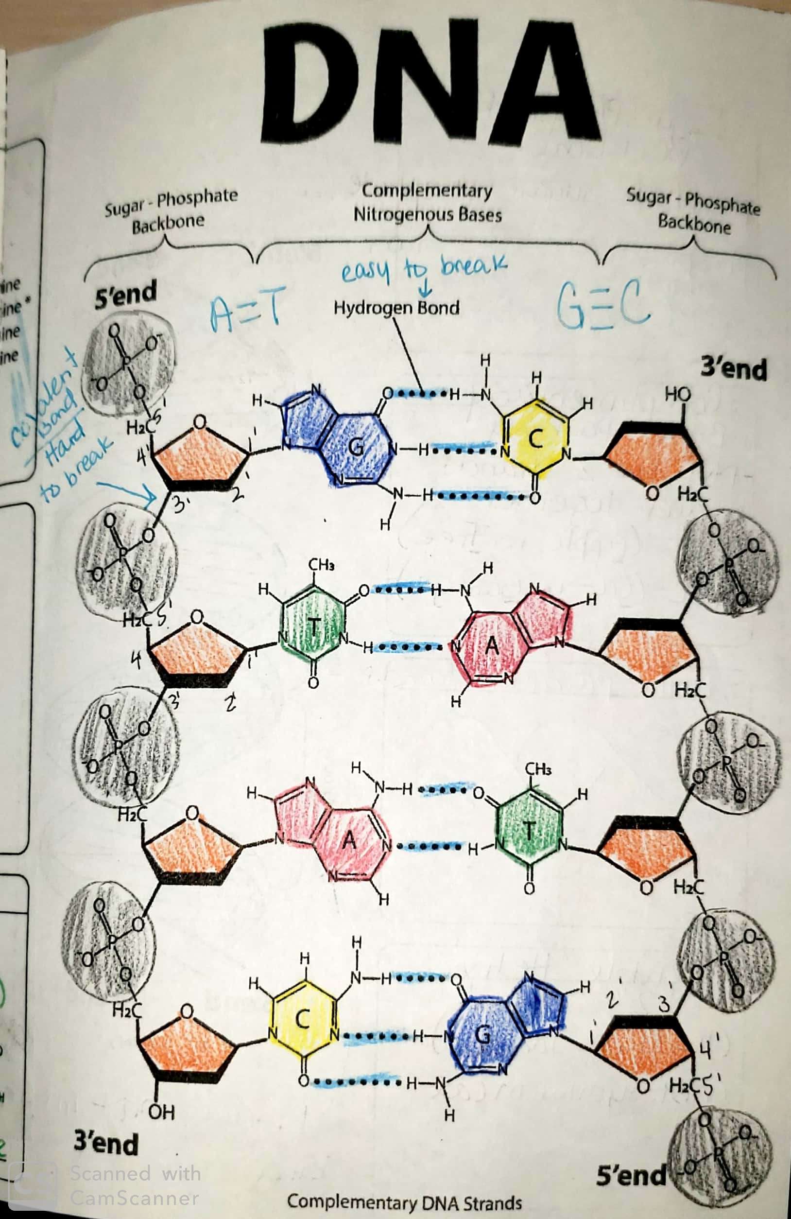 DNA Structure | 6.3K plays | Quizizz