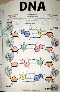 Struktura i replikacja DNA Fiszki - Quizizz