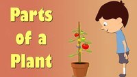 plant parts and their functions Flashcards - Quizizz