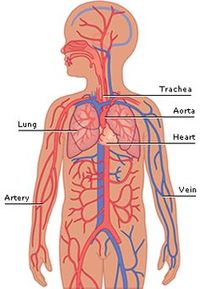 the circulatory and respiratory systems Flashcards - Quizizz