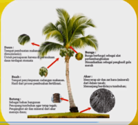 Mengapa tunas kelapa dijadikan lambang pramuka