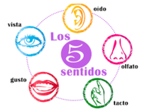 Los 5 Sentidos - Grado 4 - Quizizz