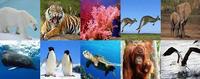 animales - Grado 9 - Quizizz