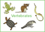 Vertebrates and Invertebrates Quiz