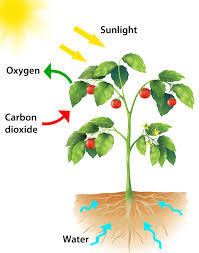 photosynthesis - Year 4 - Quizizz