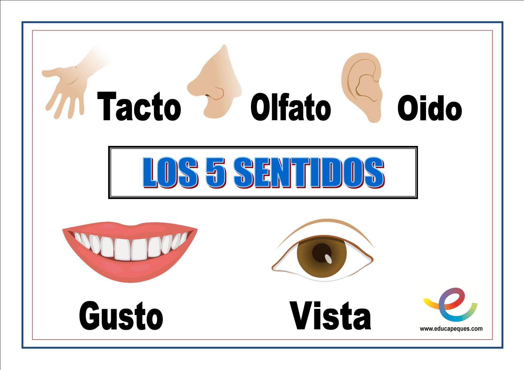 Los 5 Sentidos Tarjetas didácticas - Quizizz