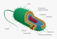 estructura de una celula - Grado 2 - Quizizz