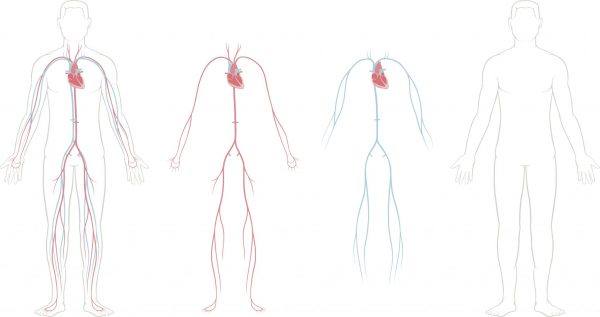 Cardiovascular System Quiz - Quizizz