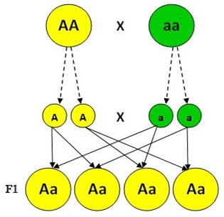 di truyền phi Mendel - Lớp 11 - Quizizz