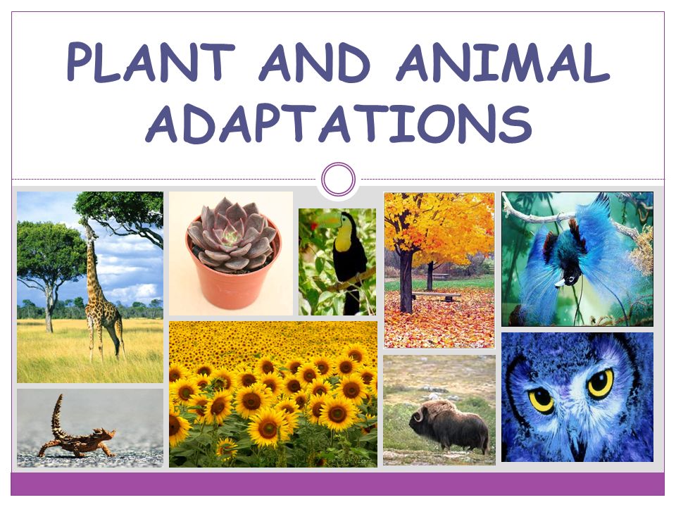 Animal and Plant Adaptations per 5 Quiz - Quizizz